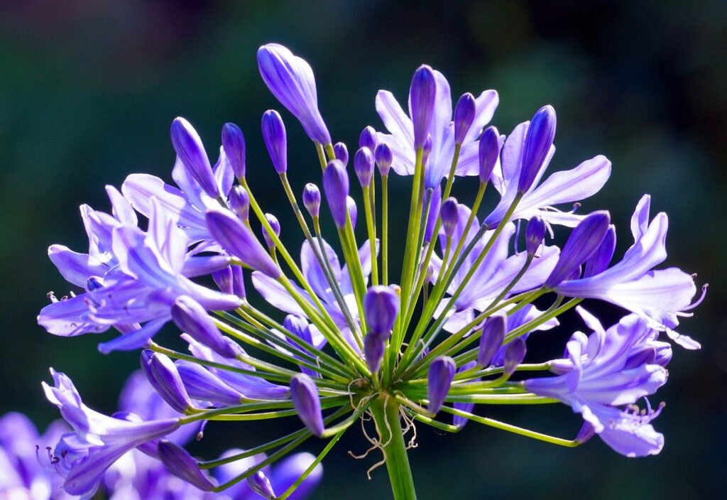 agapanthus, blossom, bloom