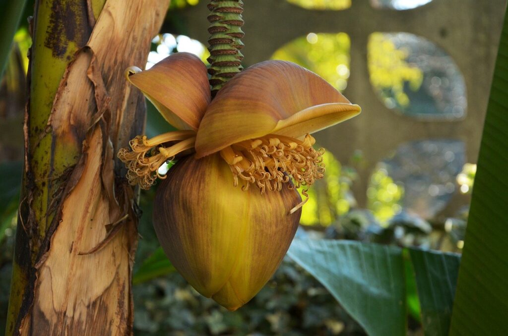 banana, fruit, nature