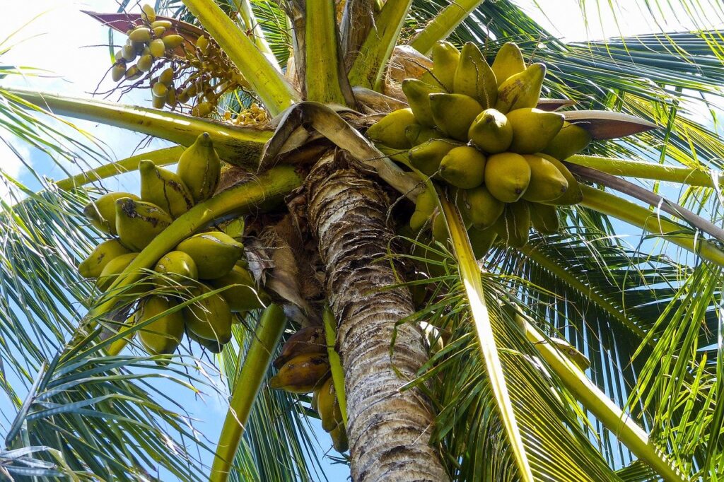 The Benefits of Coconut Milk