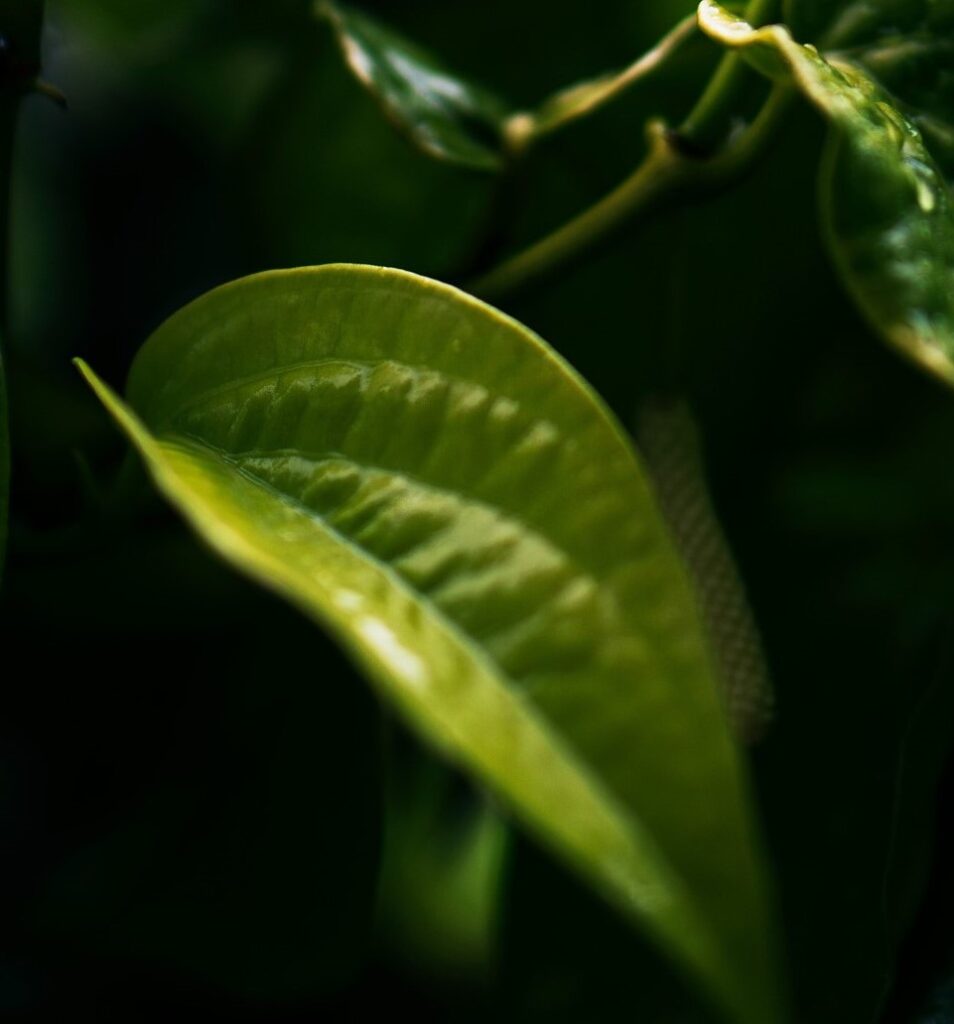 Betel Leaf : Anti microbial properties